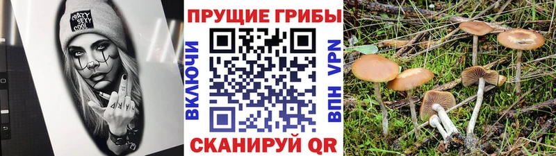 Псилоцибиновые грибы мухоморы  купить наркоту  Плавск 